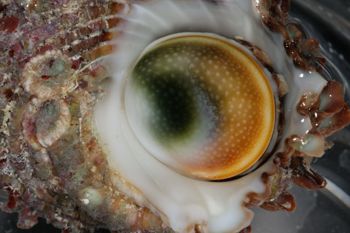 Media type: image;   Malacology 393771 Description: live specimen;